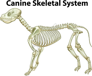 骨骼系统犬科腓骨半径轨道颈椎病腰椎狼群指骨土狼犬类图片