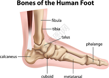 人类的骨头图片