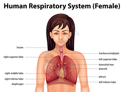 人体呼吸系统生物图表白色组织支气管呼吸空腔空气科学身体图片