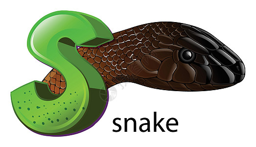 字母 S 代表蛇蛇类脊椎动物毒液爬虫首都学校绘画教育捕食者蛇蝎图片