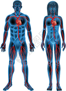 人体循环系统动脉器官血管手臂心血管生物学身体静脉树干药品图片