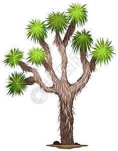 丝兰绘画刺刀状根茎单子树叶植物科树状植物白色被子图片