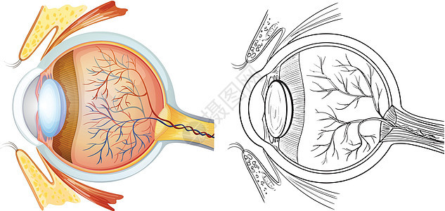 眼睛解剖幼儿园神经图表学校器官单词卡通片瞳孔视网膜教育背景图片