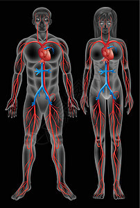 循环系统黑色女性细胞男性血管内皮神经纸巾小动脉绘画图片