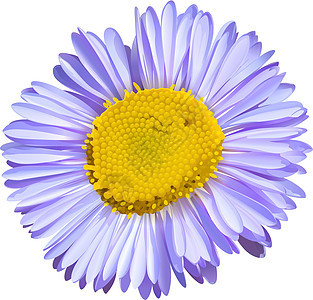 一个大花自拍花瓣装饰单性配子体被子美化装饰品药品植物学图片