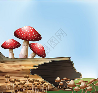 树桩上方的蘑菇图片