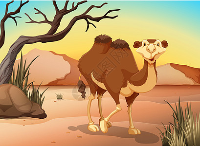 骆驼阴影横幅绘画墙纸动物丘陵卡通片海报木板沙漠图片
