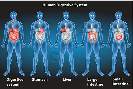 消化系统身体器官药品生物学大肠黑色绘画医疗功能男人图片