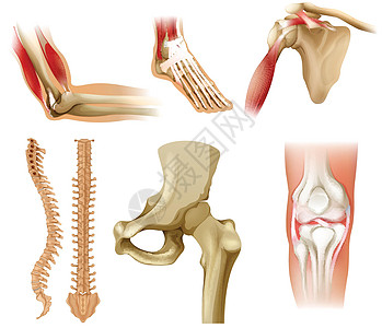 不同的人骨掌骨骶骨轴向脊柱柱子胸骨腰带腰椎肋骨椎骨图片