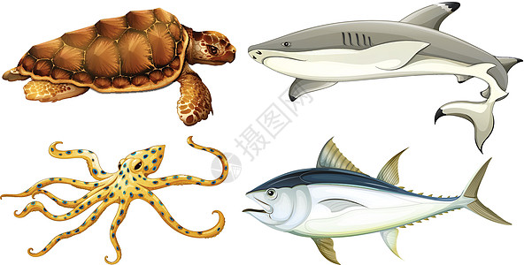 不一样的海洋生物叶鳍生物动物头足类颅骨动物学斗篷下巴展示墨水图片