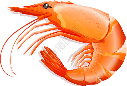 虾生物濒危哺乳动物食肉食物绘画海鲜橙子异国卡通片图片