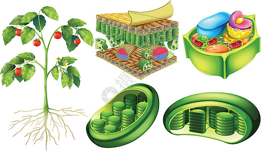 植物细胞科学解剖学绘画海报实验单词墙纸卡片水果学习图片