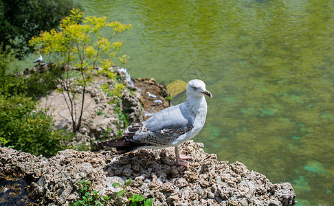 海鸥在池塘水上方的岩石上航班天空翅膀海鸟鸟类家禽栖息地旅行动物群动物图片