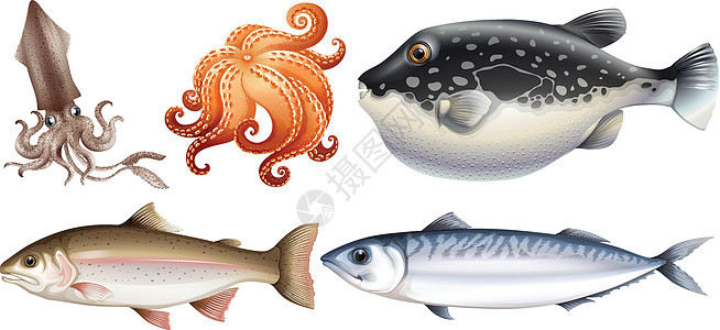 海食卡通片鳟鱼海洋健康白色海鲜鲭鱼异国营养野生动物图片