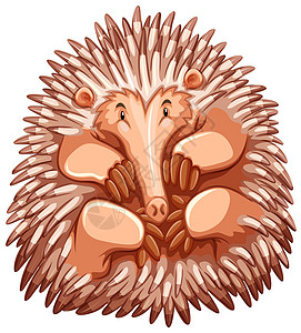 叶历纳哺乳动物卡通片尖刺鼻子白色绘画海报针鼹荒野生物图片