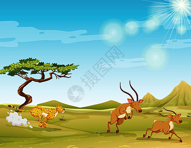 猎豹在大草原上追逐鹿图片
