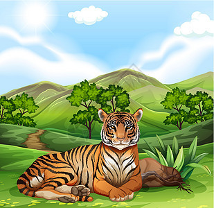 坐在田野里的老虎图片