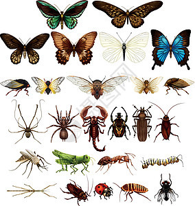 各种类型的野生昆虫图片