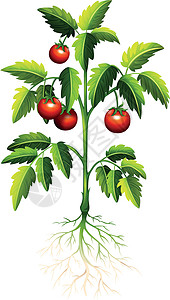 树上的新鲜番茄图片