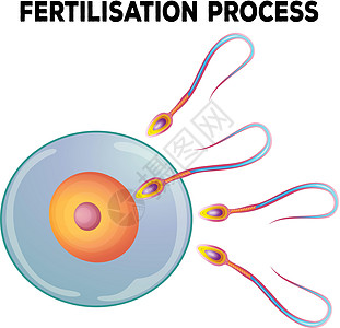 施肥过程示意图卵子受精卵插图精子生物科学女士夹子白色艺术图片