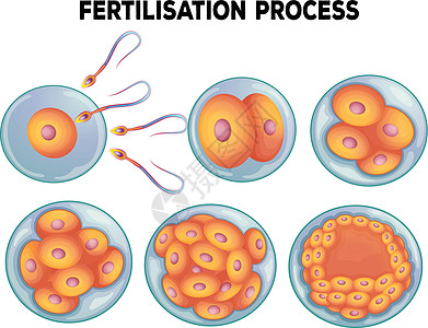 施肥过程示意图生物艺术科学小路剪裁性别绘画分裂婴儿生命科学图片