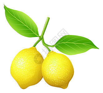 树枝上的新鲜柠檬绘画水果艺术花园树叶低热量夹子营养小路烹饪图片