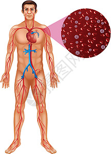 人体血液循环生物绘画生物学科学男人x光插图医疗健康夹子图片