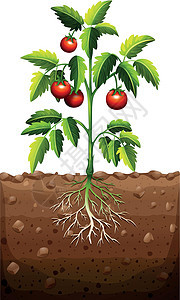 树上的番茄插图土壤饮食蔬菜低热量营养绿色食物艺术烹饪图片