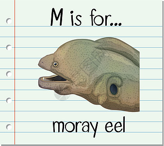 抽认卡字母 M 代表海鳗写作卡片夹子插图卡通片生物艺术绘画哺乳动物闪光图片