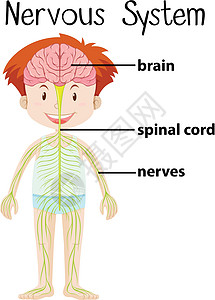 人体神经系统脊髓孩子插图青年绘画医疗孩子们神经小路学生图片