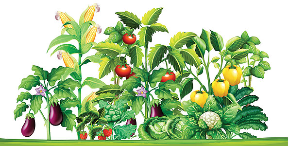 花园里生长的新鲜蔬菜植物图片
