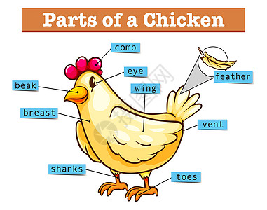 显示小鸡部分的图表绘画羽毛翅膀插图公鸡胸部生物热带眼睛动物图片