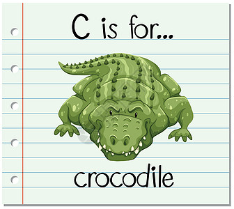 鳄鱼礁石抽认卡字母 C 代表鳄鱼野生动物纸板生物阅读插图拼写绘画夹子闪光幼儿园设计图片