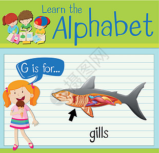 抽认卡字母 G 代表鳃艺术海报鲨鱼教育学校野生动物哺乳动物孩子们卡片夹子图片
