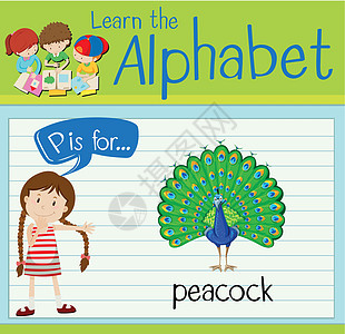 抽认卡字母 P 代表孔雀演讲哺乳动物孩子教育学习野生动物夹子工作学校动物图片