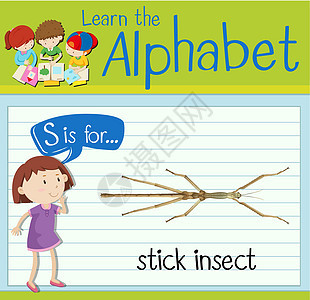 抽认卡字母 S 代表竹节虫艺术热带绿色学校绘画动物活动演讲卡片学习背景图片