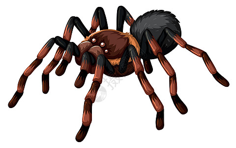 在白色背景上的野生蜘蛛情调食肉插图动物漏洞哺乳动物狼蛛剪裁生物艺术图片