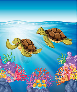 两只乌龟在海下游泳蓝色热带珊瑚野生动物异国动物生物海洋插图哺乳动物图片