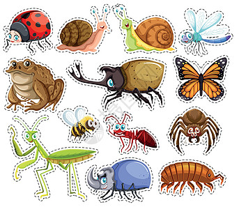 许多昆虫的贴纸集绘画艺术野生动物漏洞收藏插图动物瓢虫哺乳动物夹子图片