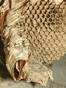 维萨基 花园房的黄蜂花瓶图片