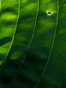 用于景观公园和园林设计的玉簪属植物 大lus灌木标准叶子车前子边框树叶芭蕉草药生长绿色植物图片