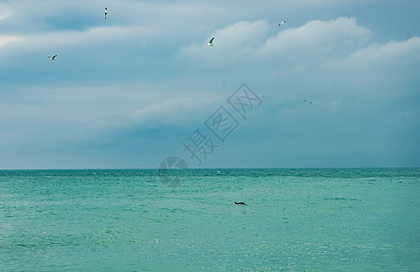 海浪海鸥格鲁吉亚巴图米夏季暴风雨海鸥风暴热带海岸线石头天空海滩海浪海岸旅行背景