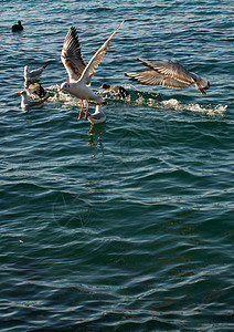 海象海鸟在海水中和海洋上空的海鸥照片鸟类野生动物飞行荒野家禽航班朋友们翅膀生活图片