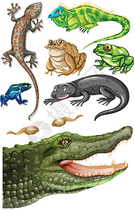 不同类型的爬行动物图片