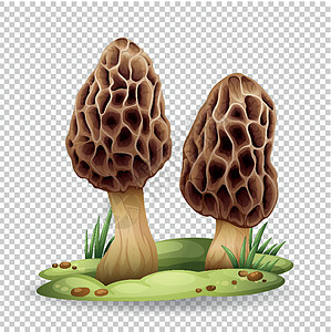 透明背景上的野生蘑菇图片