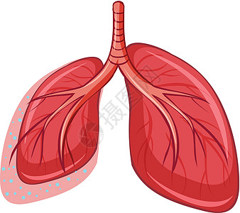 白色背景上的人肺图片