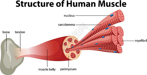 人体肌肉结构夹子肌束纤维科学器官绘画艺术肌腱插图身体图片