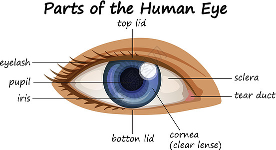 显示人眼部分的图表图片