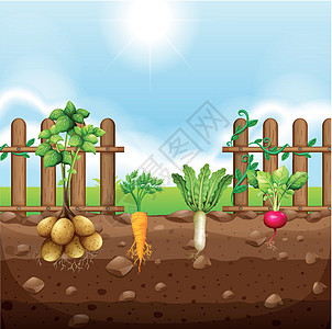 一套根菜类土豆植物营养插图食物白萝卜农场农业绘画叶子图片