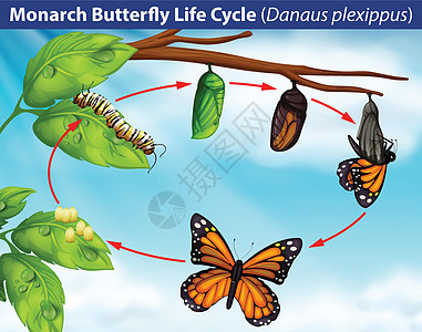 帝王蝶生命周期生物学高清图片素材